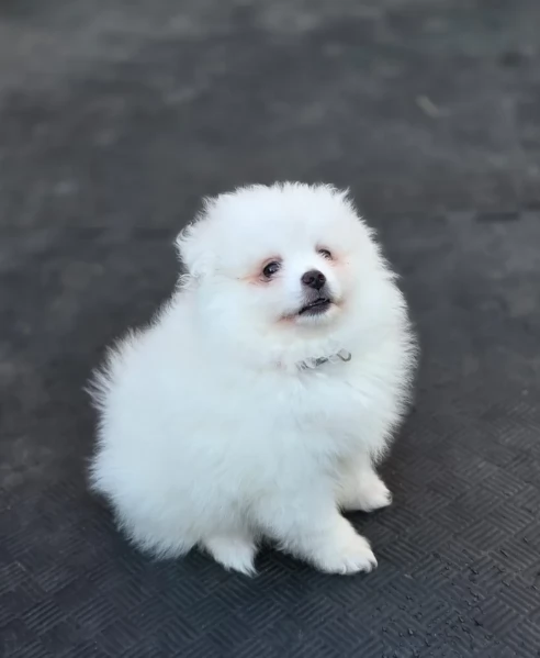 per adozione regalo Volpino Pomerania toy picolo razza