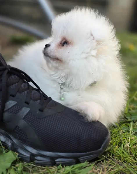 per adozione regalo Volpino Pomerania toy picolo razza | Foto 1