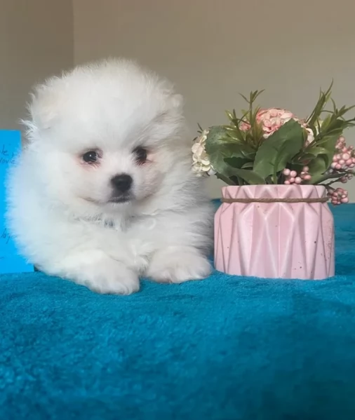 per adozione regalo Volpino Pomerania toy picolo razza | Foto 0