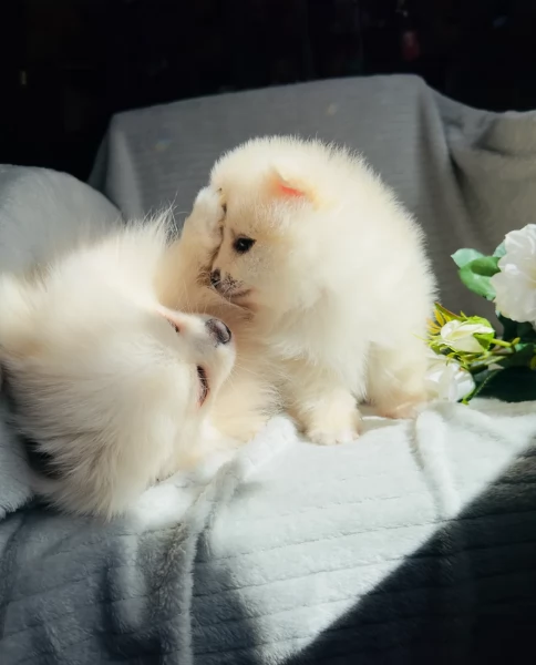 per adozione regalo Volpino Pomerania toy picolo razza | Foto 4