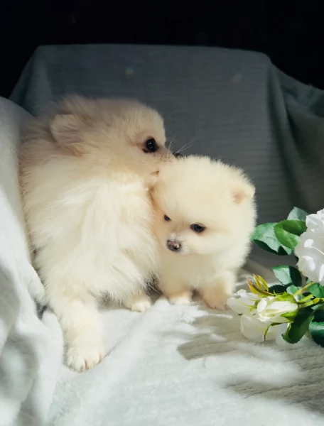 per adozione regalo Volpino Pomerania toy picolo razza | Foto 3