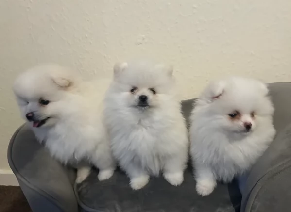 per adozione regalo Volpino Pomerania toy picolo razza