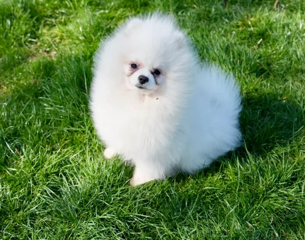 per adozione regalo Volpino Pomerania toy picolo razza | Foto 1