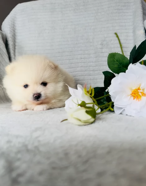 per adozione regalo Volpino Pomerania toy picolo razza | Foto 0