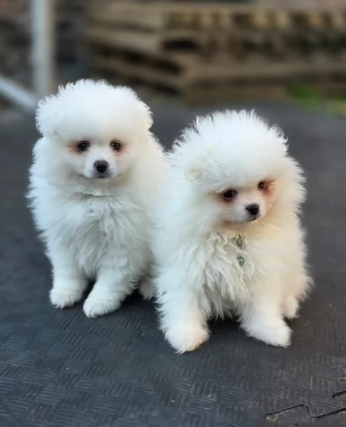 per adozione regalo Volpino Pomerania toy picolo razza | Foto 4