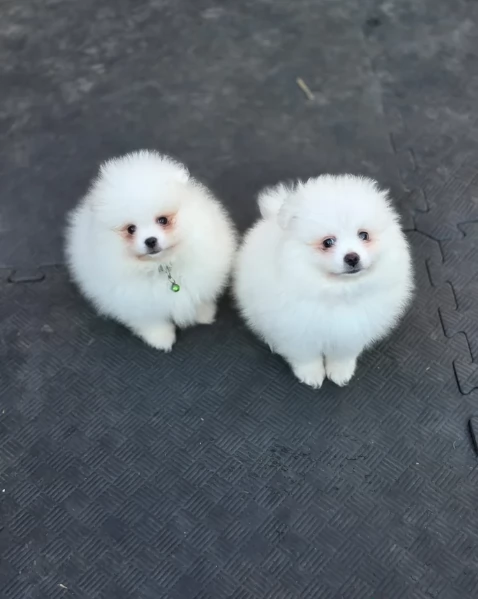 per adozione regalo Volpino Pomerania toy picolo razza