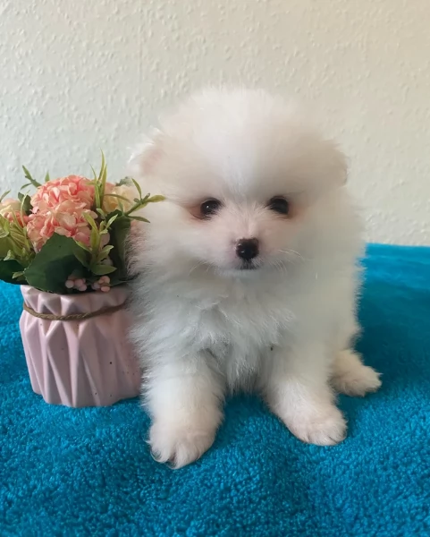 per adozione regalo Volpino Pomerania toy picolo razza | Foto 1