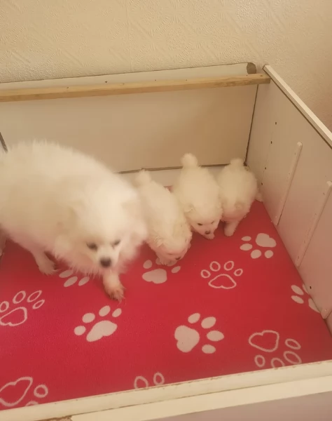 per adozione regalo Volpino Pomerania toy picolo razza | Foto 0