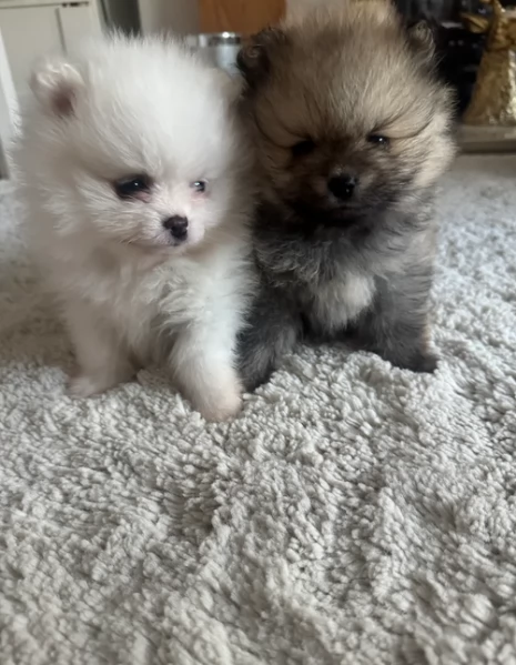 per adozione regalo Volpino Pomerania toy picolo razza | Foto 4