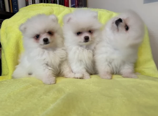per adozione regalo Volpino Pomerania toy picolo razza | Foto 3
