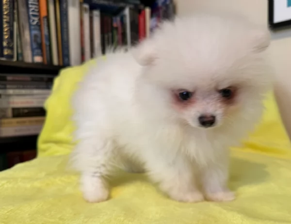 per adozione regalo Volpino Pomerania toy picolo razza | Foto 2