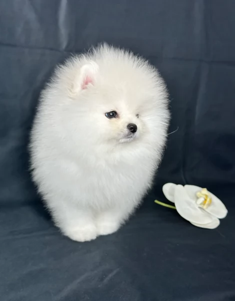per adozione regalo Volpino Pomerania toy picolo razza | Foto 6