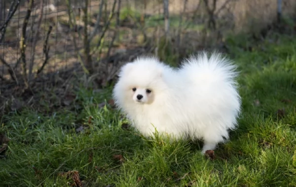 per adozione regalo Volpino Pomerania toy picolo razza