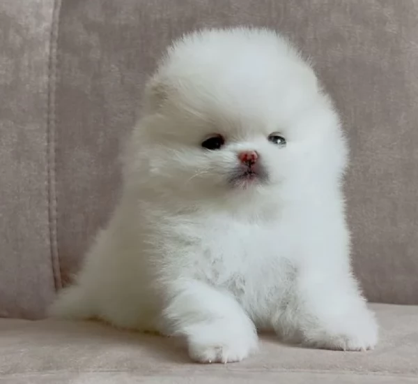 per adozione regalo Volpino Pomerania toy picolo razza | Foto 0