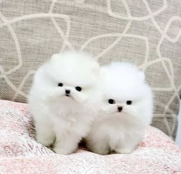 per adozione regalo Volpino Pomerania toy picolo razza | Foto 6