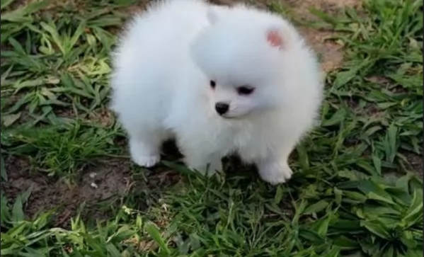 per adozione regalo Volpino Pomerania toy picolo razza | Foto 4