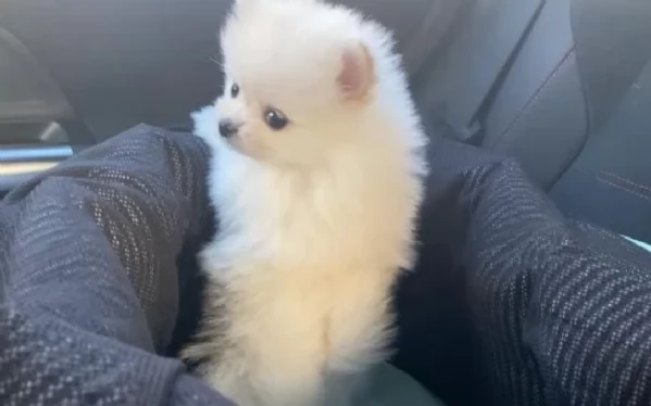 per adozione regalo Volpino Pomerania toy picolo razza