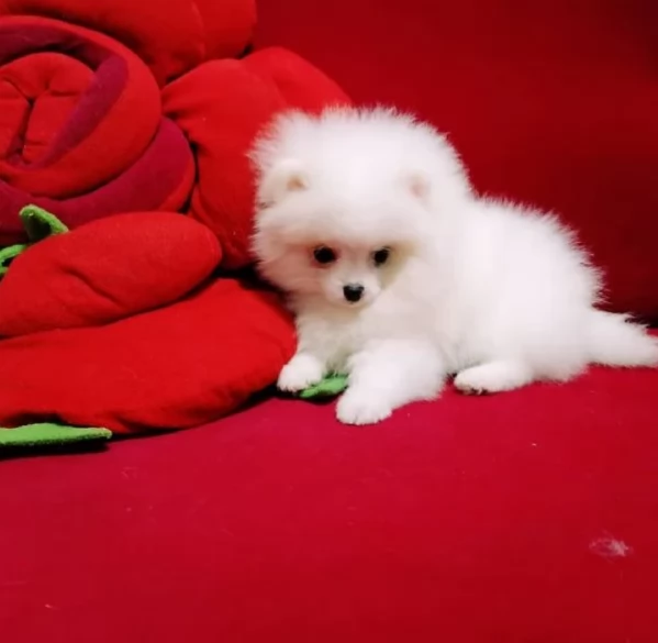 per adozione regalo Volpino Pomerania toy picolo razza | Foto 2