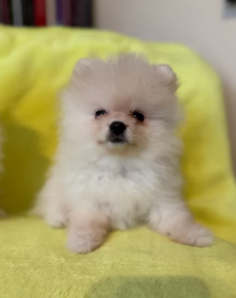 per adozione regalo Volpino Pomerania toy picolo razza | Foto 4