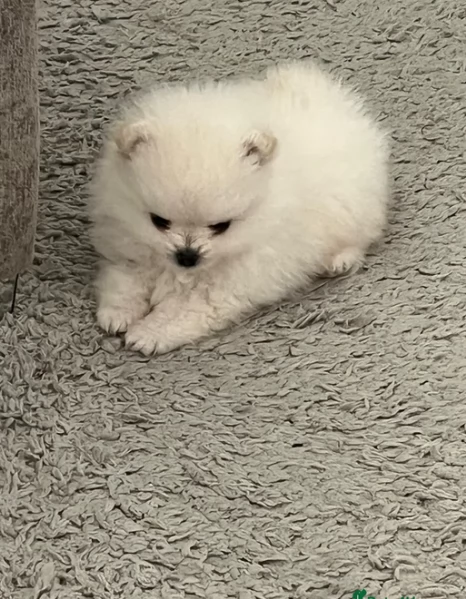 per adozione regalo Volpino Pomerania toy picolo razza | Foto 3