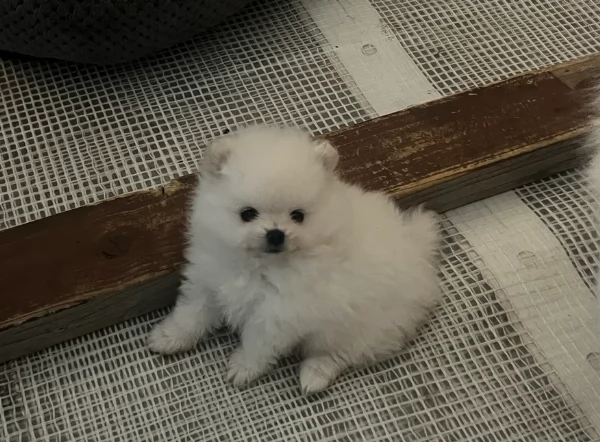 per adozione regalo Volpino Pomerania toy picolo razza