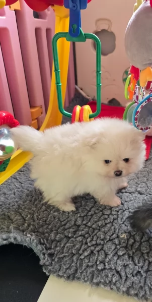 per adozione regalo Volpino Pomerania toy picolo razza | Foto 3