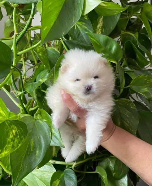 per adozione regalo Volpino Pomerania toy picolo razza | Foto 5