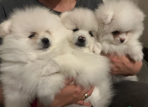 per adozione regalo Volpino Pomerania toy picolo razza | Foto 4