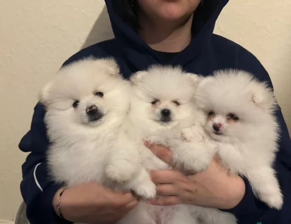 per adozione regalo Volpino Pomerania toy picolo razza | Foto 3