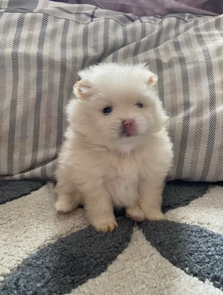 per adozione regalo Volpino Pomerania toy picolo razza | Foto 1