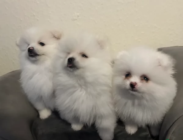 per adozione regalo Volpino Pomerania toy picolo razza | Foto 0