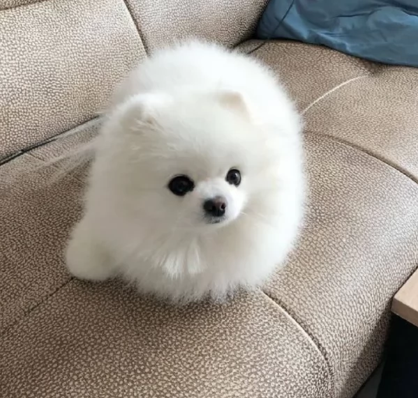 per adozione regalo Volpino Pomerania toy picolo razza | Foto 5