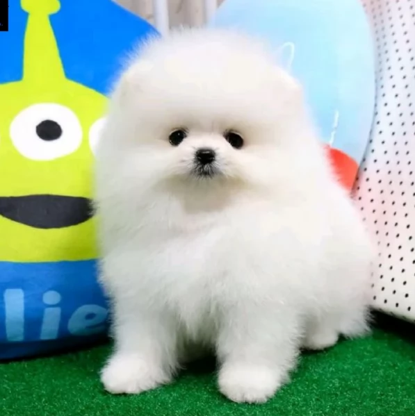 per adozione regalo Volpino Pomerania toy picolo razza | Foto 1
