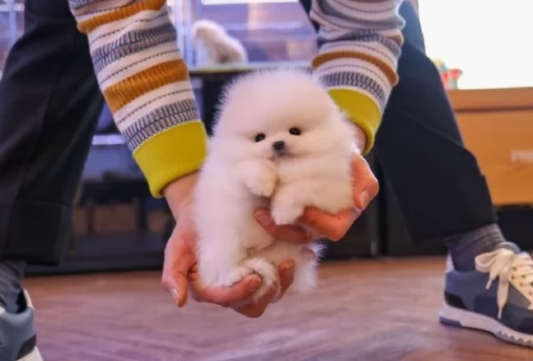 per adozione regalo Volpino Pomerania toy picolo razza | Foto 0