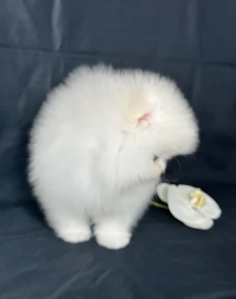 per adozione regalo Volpino Pomerania toy picolo razza | Foto 4