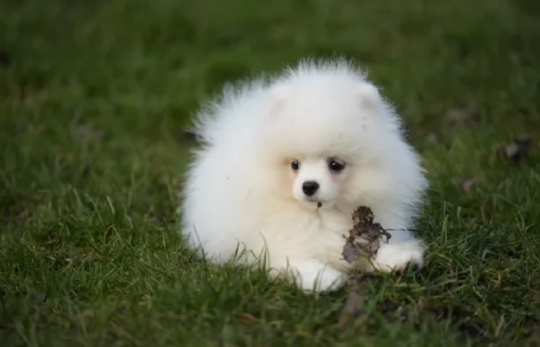 per adozione regalo Volpino Pomerania toy picolo razza | Foto 2