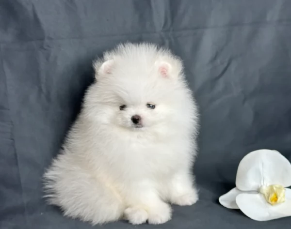 per adozione regalo Volpino Pomerania toy picolo razza | Foto 5