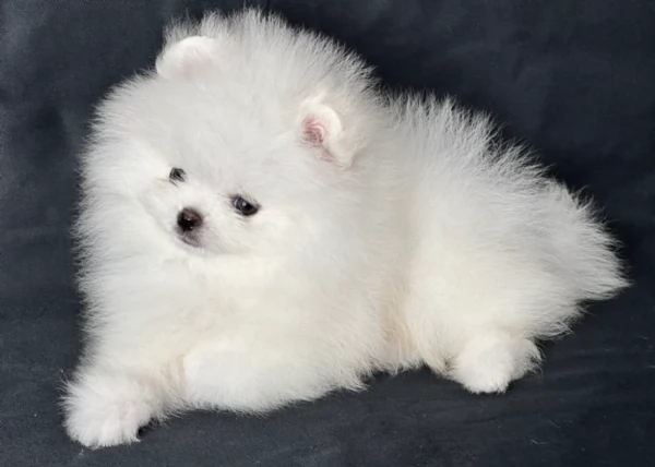 per adozione regalo Volpino Pomerania toy picolo razza | Foto 4