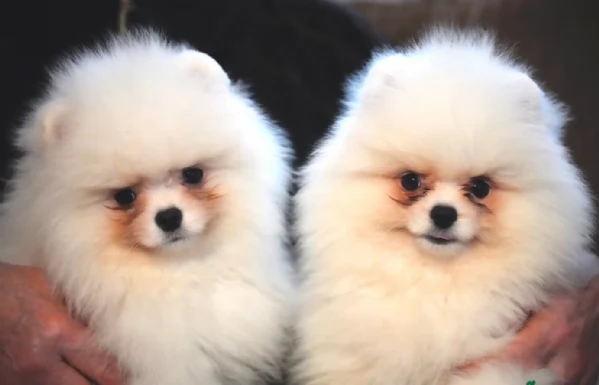 per adozione regalo Volpino Pomerania toy picolo razza