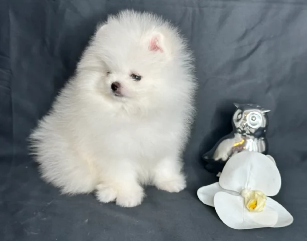 per adozione regalo Volpino Pomerania toy picolo razza | Foto 3
