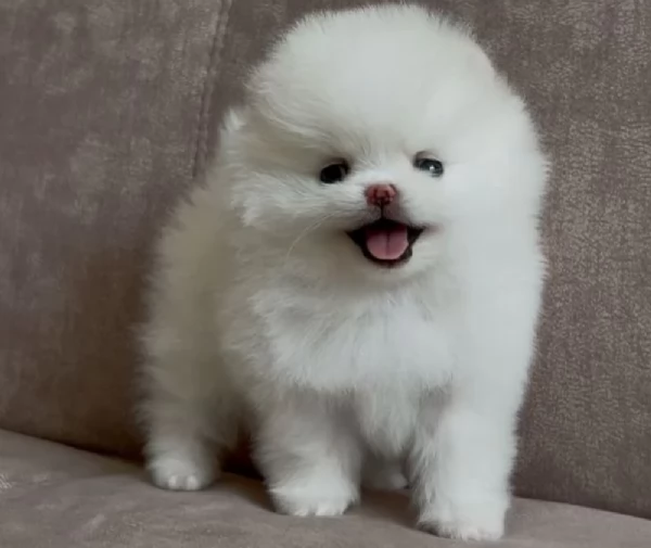 per adozione regalo Volpino Pomerania toy picolo razza | Foto 2