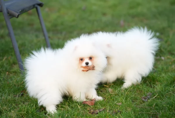 per adozione regalo Volpino Pomerania toy picolo razza | Foto 0