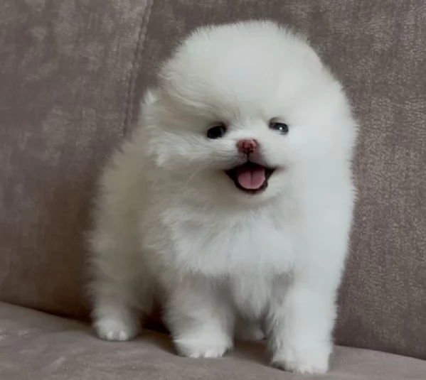 per adozione regalo Volpino Pomerania toy picolo razza | Foto 6