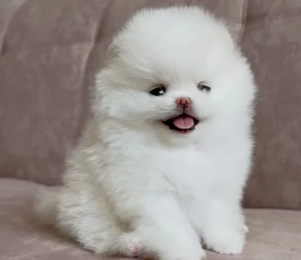 per adozione regalo Volpino Pomerania toy picolo razza | Foto 5