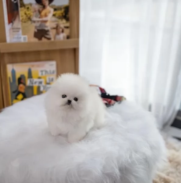 per adozione regalo Volpino Pomerania toy picolo razza | Foto 2
