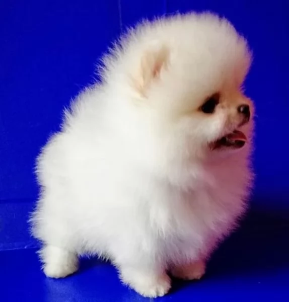 per adozione regalo Volpino Pomerania toy picolo razza | Foto 1