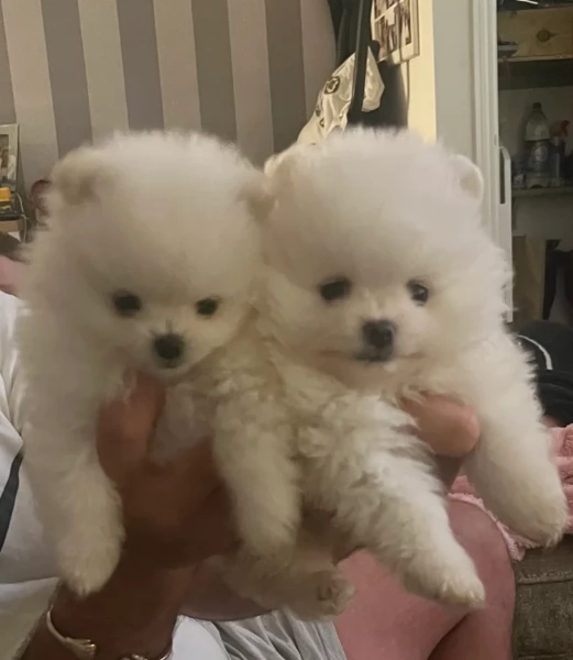per adozione regalo Volpino Pomerania toy picolo razza | Foto 5