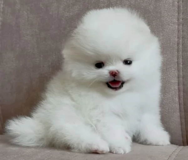 per adozione regalo Volpino Pomerania toy picolo razza | Foto 3