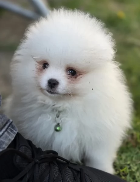 per adozione regalo Volpino Pomerania toy picolo razza | Foto 1