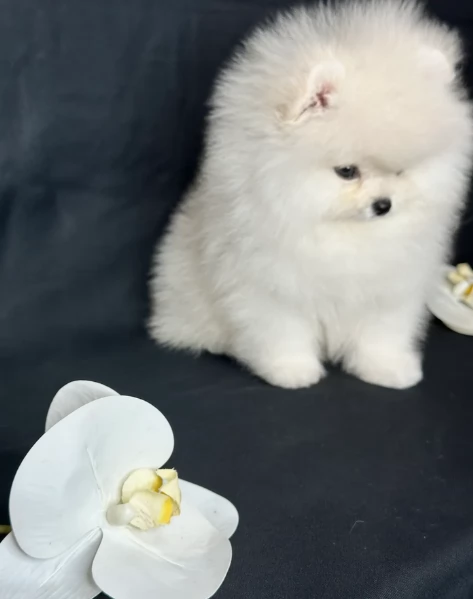 per adozione regalo Volpino Pomerania toy picolo razza | Foto 6